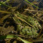 Duck Lake Gate Closure March 15th – April 30th, 2026