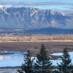 CVWMA February 2026 eNews – The Great Backyard Bird Count Feb 13 – 16, 2026!