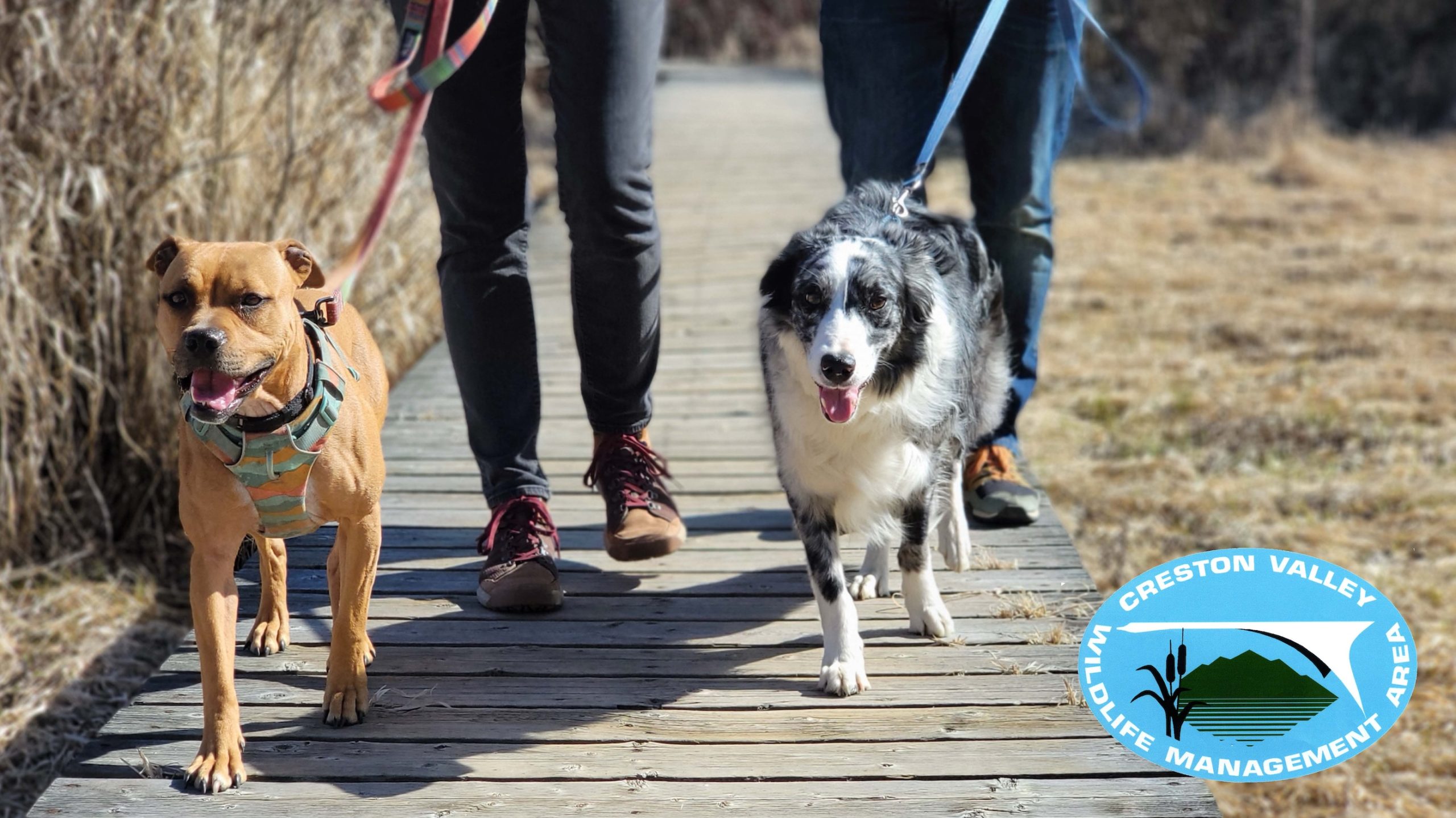 Tails on Trails: Leash Up for Wildlife